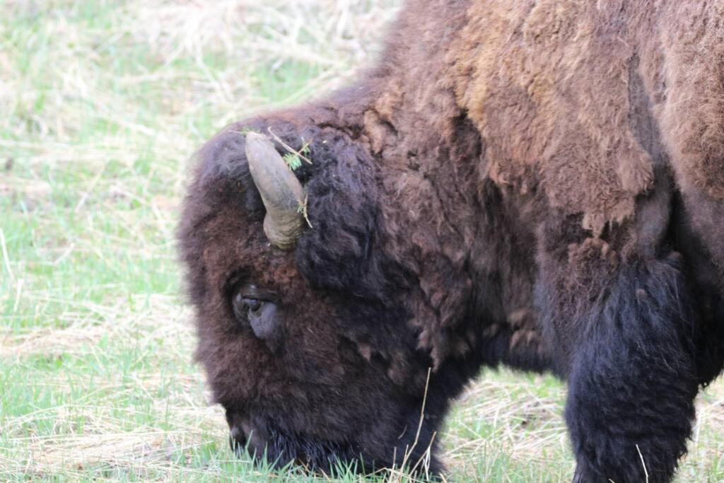 Bison Lodge - Lg Home - 2 Bedrooms - Less Than 5 Miles To Yellowstone North Entrance, Sleeps Up To 8 Gardiner Exterior foto