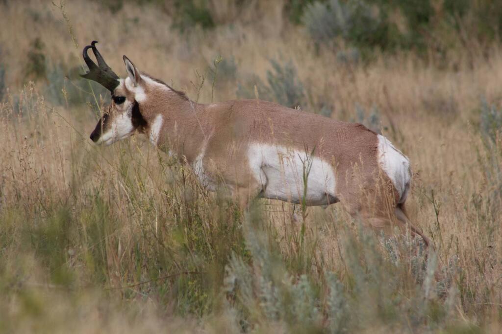 Bison Lodge - Lg Home - 2 Bedrooms - Less Than 5 Miles To Yellowstone North Entrance, Sleeps Up To 8 Gardiner Exterior foto