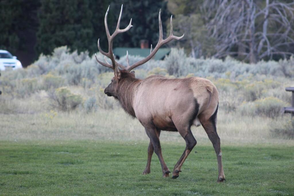 Bison Lodge - Lg Home - 2 Bedrooms - Less Than 5 Miles To Yellowstone North Entrance, Sleeps Up To 8 Gardiner Exterior foto